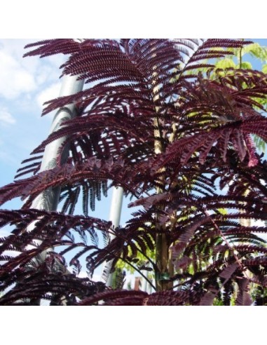 ALBIZIA JULIBRISIN "CHOCOLATE FOUNTAIN" C25/10L