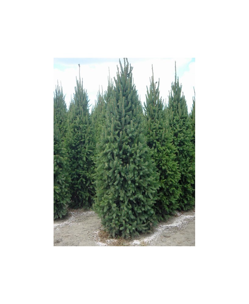 PICEA ABIES FASTIGIATA C30