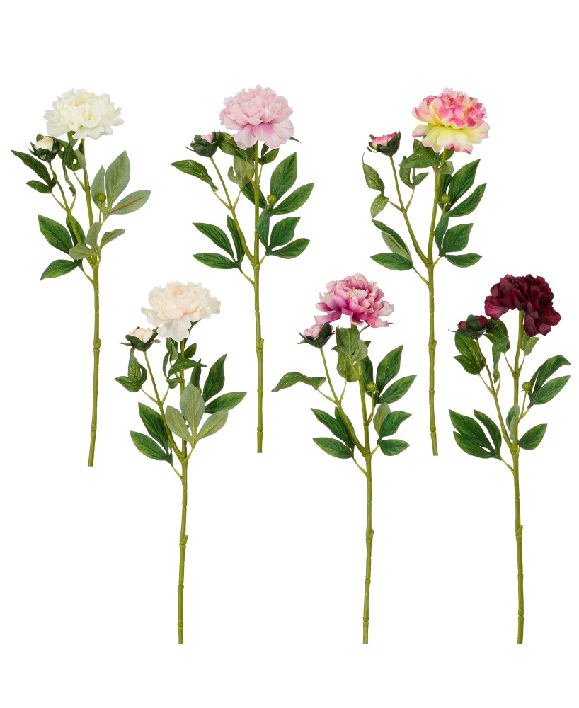 PEONIA COLORES