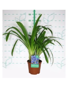 Agapanthus Colección 2.5L  Flores Azules para Jardín y Macetas | Endanea Garden

