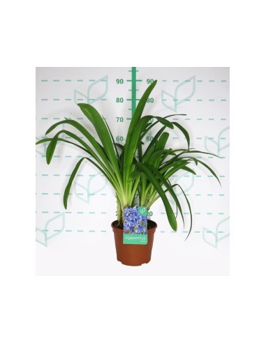 Agapanthus Colección 2.5L  Flores Azules para Jardín y Macetas | Endanea Garden

