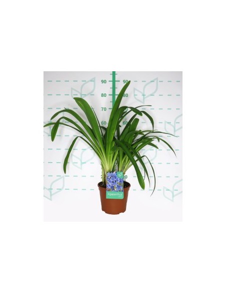 Agapanthus Colección 2.5L  Flores Azules para Jardín y Macetas | Endanea Garden


