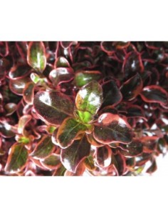 Coprosma Inferno 10L  Planta Ornamental de Follaje Rojo, Naranja y Amarillo | Endanea Garden

