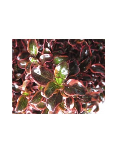 Coprosma Inferno 10L  Planta Ornamental de Follaje Rojo, Naranja y Amarillo | Endanea Garden

