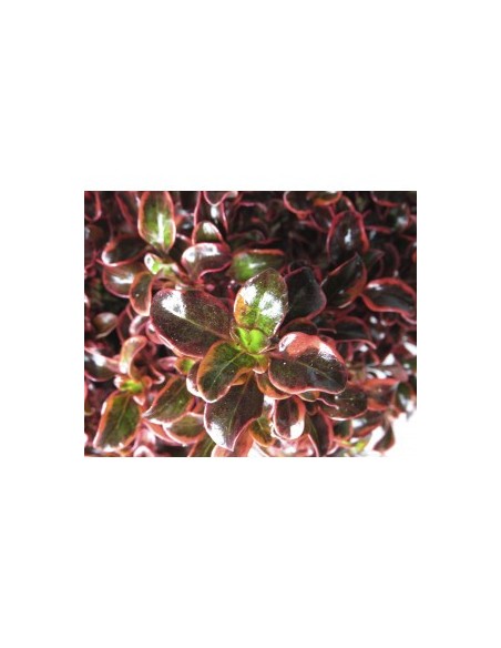 Coprosma Inferno 10L  Planta Ornamental de Follaje Rojo, Naranja y Amarillo | Endanea Garden

