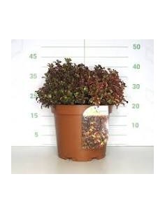 Coprosma Inferno 10L  Planta Ornamental de Follaje Rojo, Naranja y Amarillo | Endanea Garden

 2