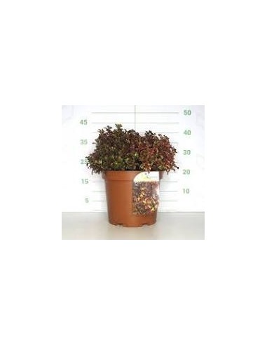 Coprosma Inferno 10L  Planta Ornamental de Follaje Rojo, Naranja y Amarillo | Endanea Garden

