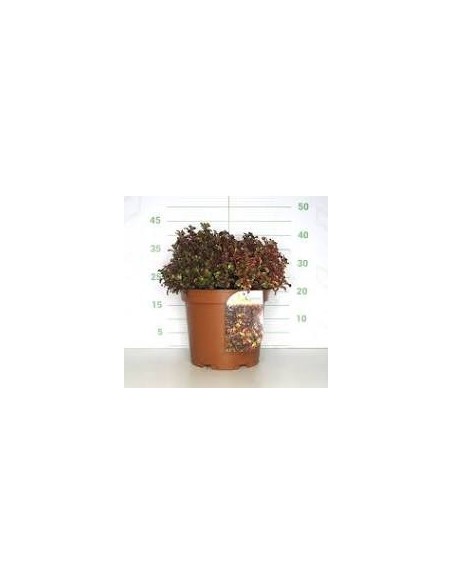 Coprosma Inferno 10L  Planta Ornamental de Follaje Rojo, Naranja y Amarillo | Endanea Garden

