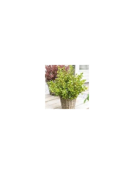 Coprosma Lemon  Arbusto Decorativo de Hojas Amarillo-Verde, Ideal para Jardines y Macetas

