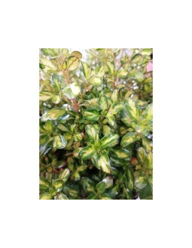 Coprosma Lemon  Arbusto Decorativo de Hojas Amarillo-Verde, Ideal para Jardines y Macetas

