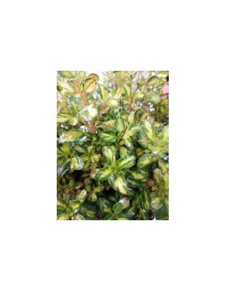 Coprosma Lemon  Arbusto Decorativo de Hojas Amarillo-Verde, Ideal para Jardines y Macetas

