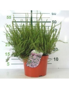 Diosma Hirsuta Pink Fountain 5L  Planta ornamental con flores rosadas y fragancia cítrica


