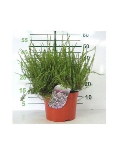 Diosma 10L  Planta Aromática y Resistente para Jardín o Terraza | Endanea Garden

