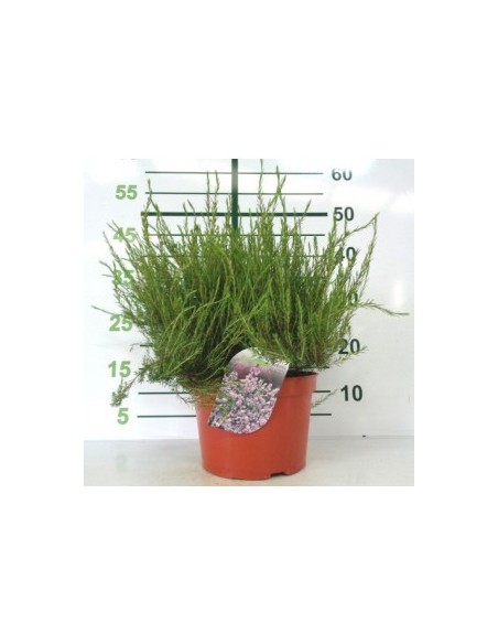 Diosma 10L  Planta Aromática y Resistente para Jardín o Terraza | Endanea Garden

