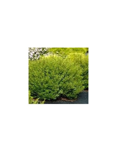 Diosma Hirsuta Sunset Gold 5L  Planta ornamental de follaje dorado y bajo mantenimiento | Endanea Garden

