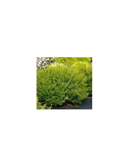Diosma Hirsuta Sunset Gold 5L  Planta ornamental de follaje dorado y bajo mantenimiento | Endanea Garden

