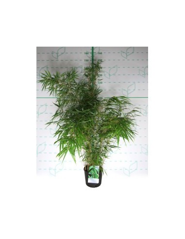 Fargesia Rufa 5L - Bambú No Invasivo para Jardines y Terrazas


