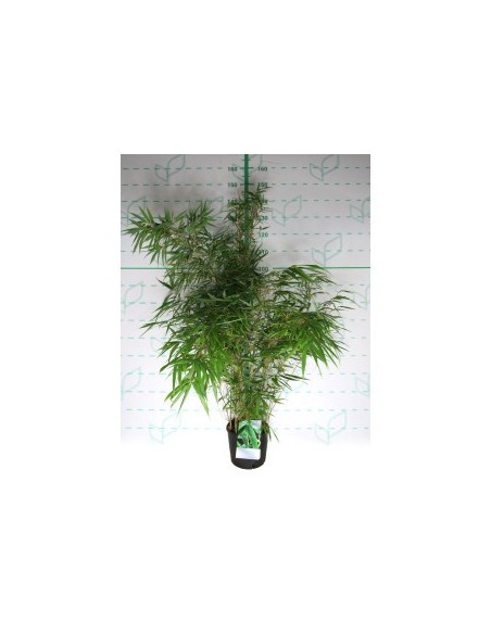Fargesia Rufa 5L - Bambú No Invasivo para Jardines y Terrazas

