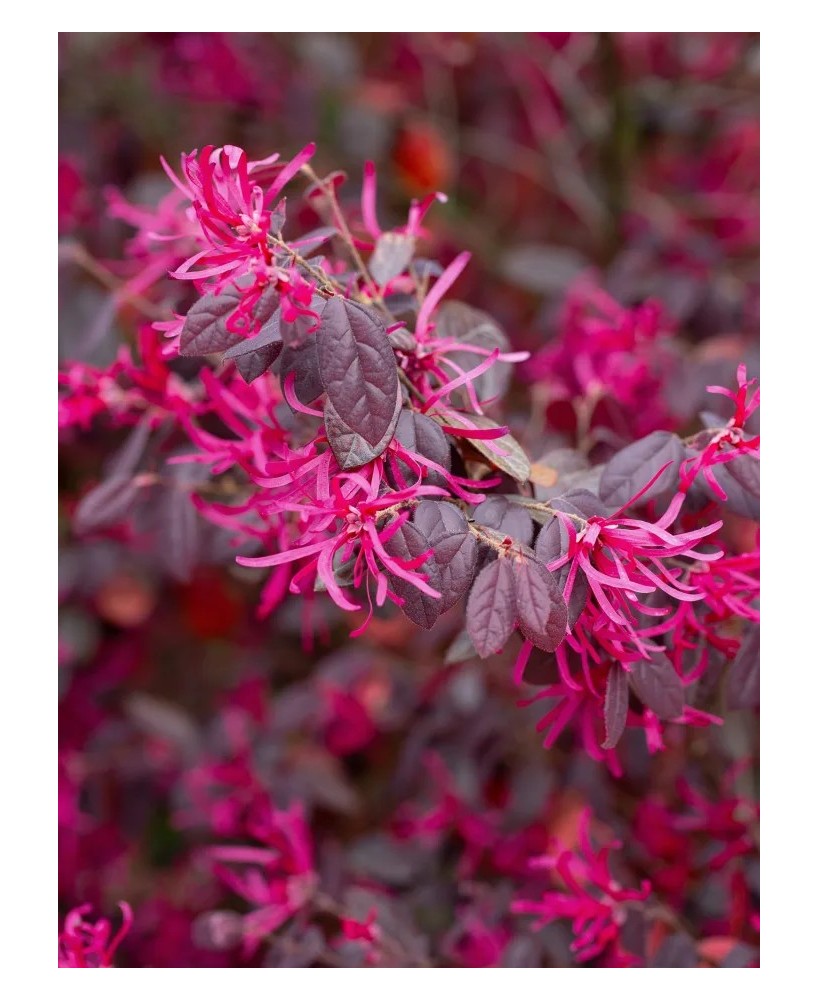 Loropetalum chinense Fire Dance 10L  Arbusto ornamental con follaje púrpura

