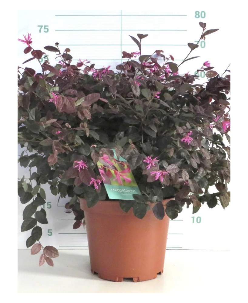 Loropetalum chinense Fire Dance 10L  Arbusto ornamental con follaje púrpura

