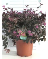 Loropetalum chinense Fire Dance 10L  Arbusto ornamental con follaje púrpura


