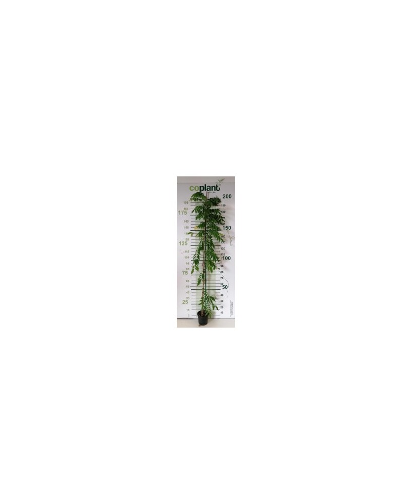 Wisteria Injertada 11L Cuadrada (200-225 cm)  Floración Morada o Blanca | Endanea Garden

