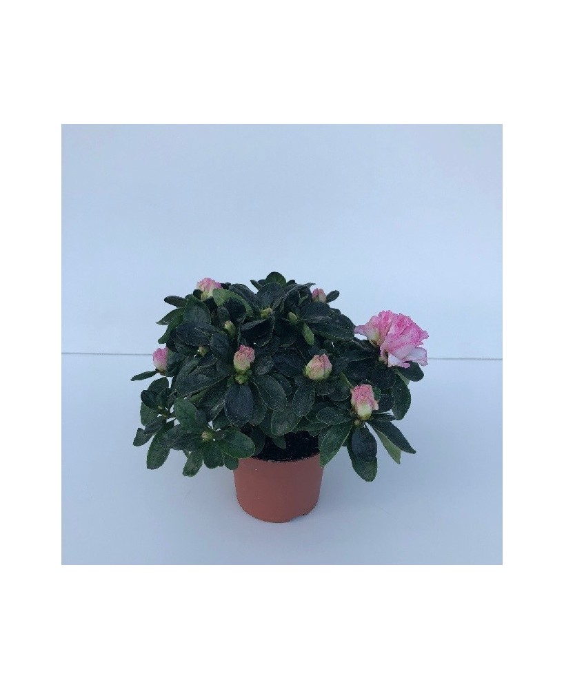 AZALEA MIX