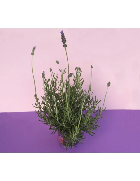 LAVANDA DENTATA M13