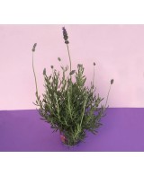 LAVANDA DENTATA M13