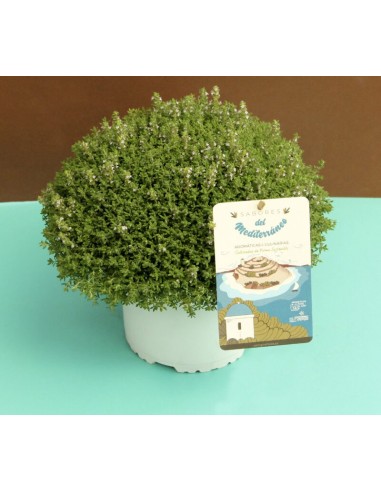 TOMILLO SERPHYLLUM M13