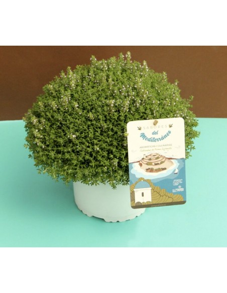 TOMILLO SERPHYLLUM M13