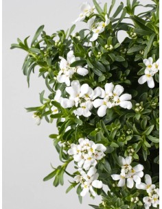 IBERIS SEMPERVIRENS M12