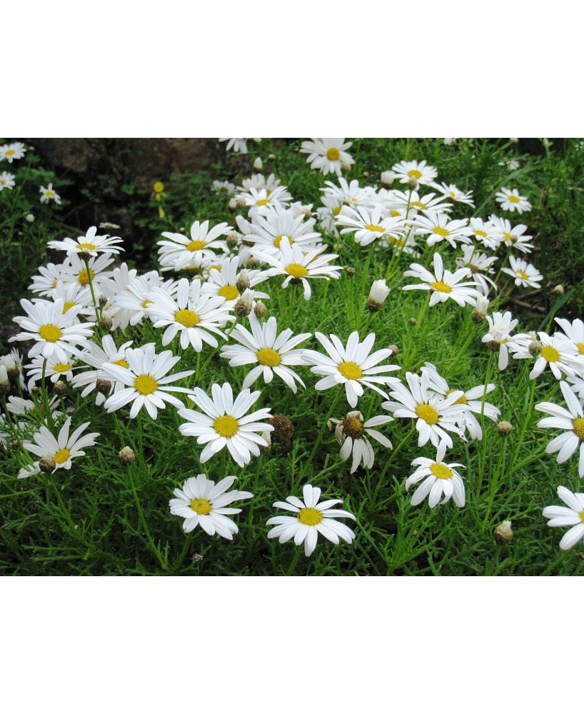 Argyranthemum Frutescens M14  Planta Ornamental Resistente al Sol | Endanea Garden

