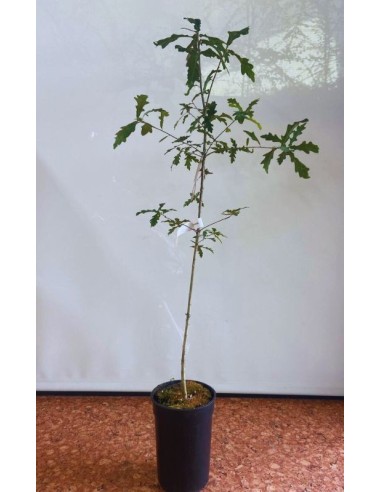 QUERCUS ROBUR 3L 80/100 BOLETUS EDULIS