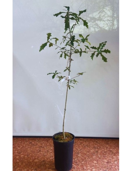 QUERCUS ROBUR 3L 80/100 BOLETUS EDULIS