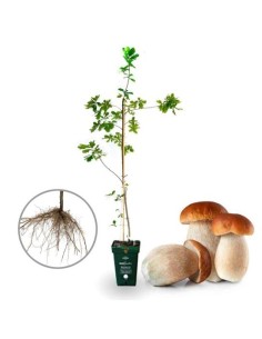 QUERCUS RUBRA 3L 70/90 BOLETUS EDULIS