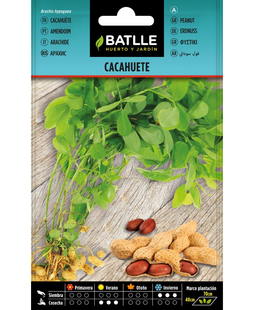 Semillas de Cacahuete Batlle  Cultivo fácil y cosechas nutritivas en casa