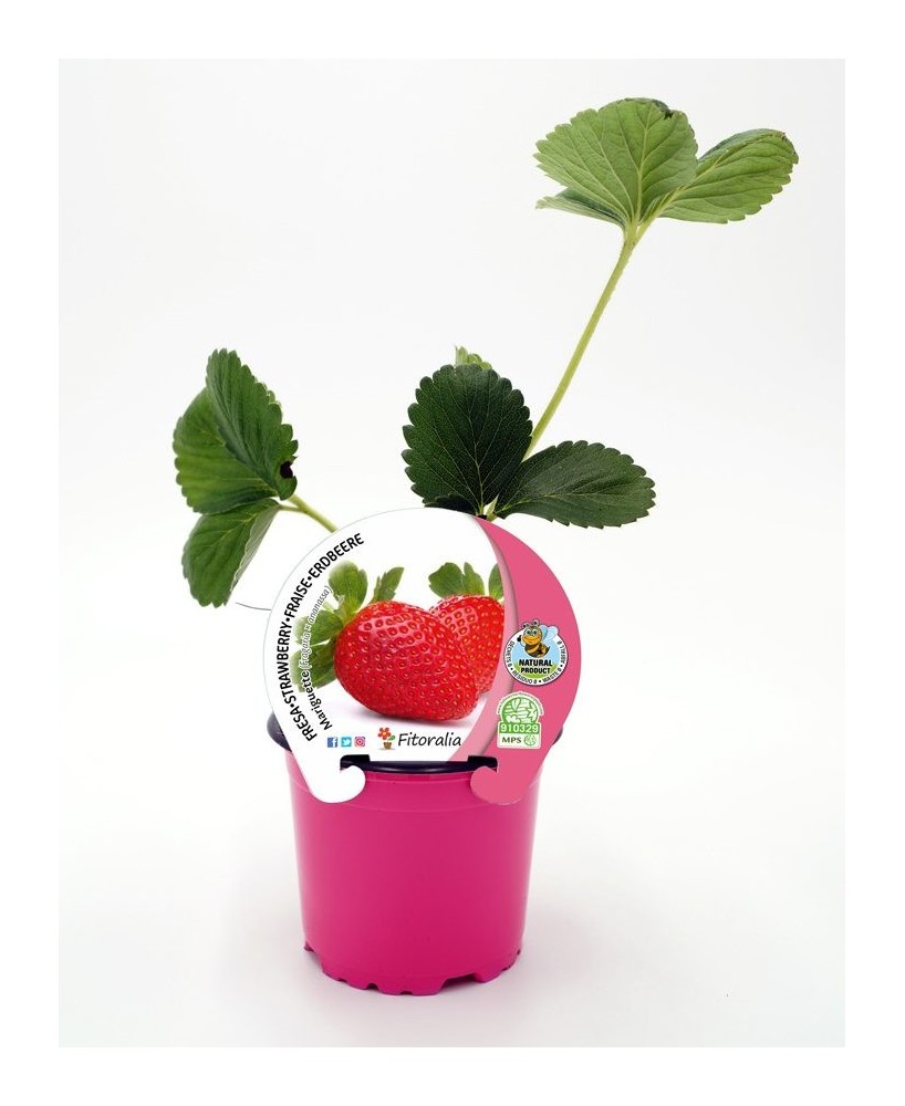 FRESA MARIGUETTE M10.5 FRAGARIA X ANANASSA