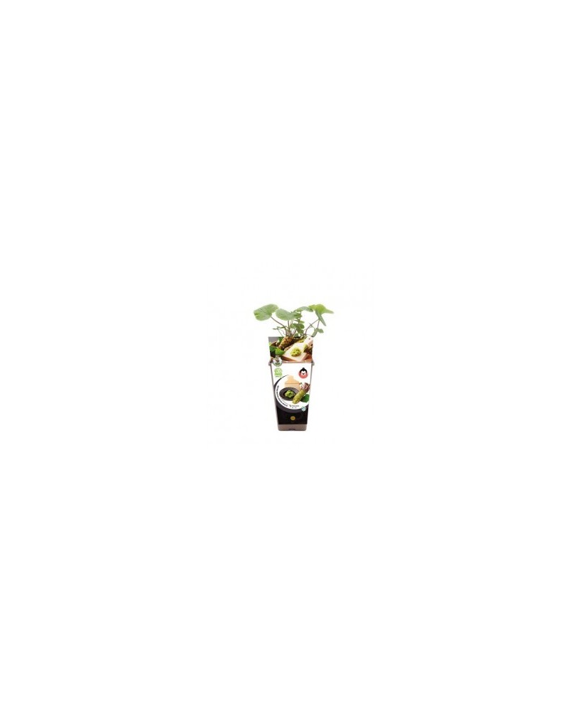 WASABI JAPONICA  2L