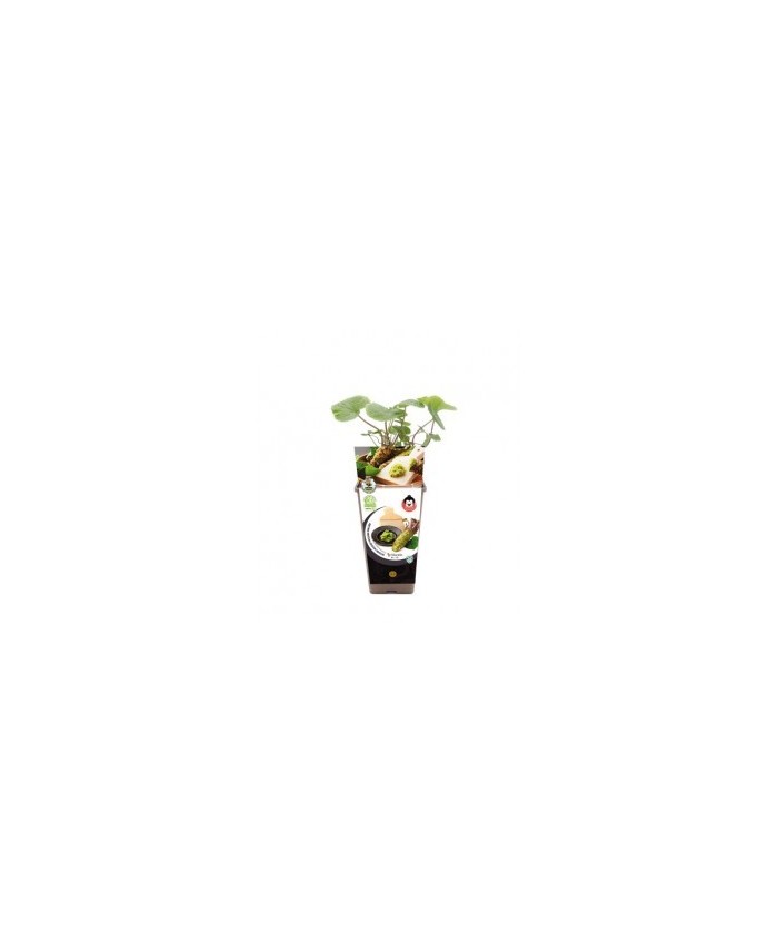 WASABI JAPONICA  2L
