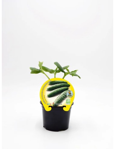 PEPINO ESPAÑOL PACK 1