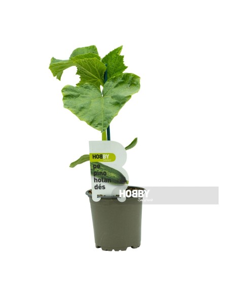 PEPINO HOLANDES PACK 1