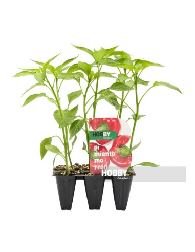 PIMIENTO MORRON PACK 6