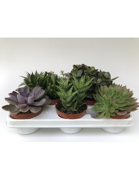 CACTACEA SUCULENTAS M5.5