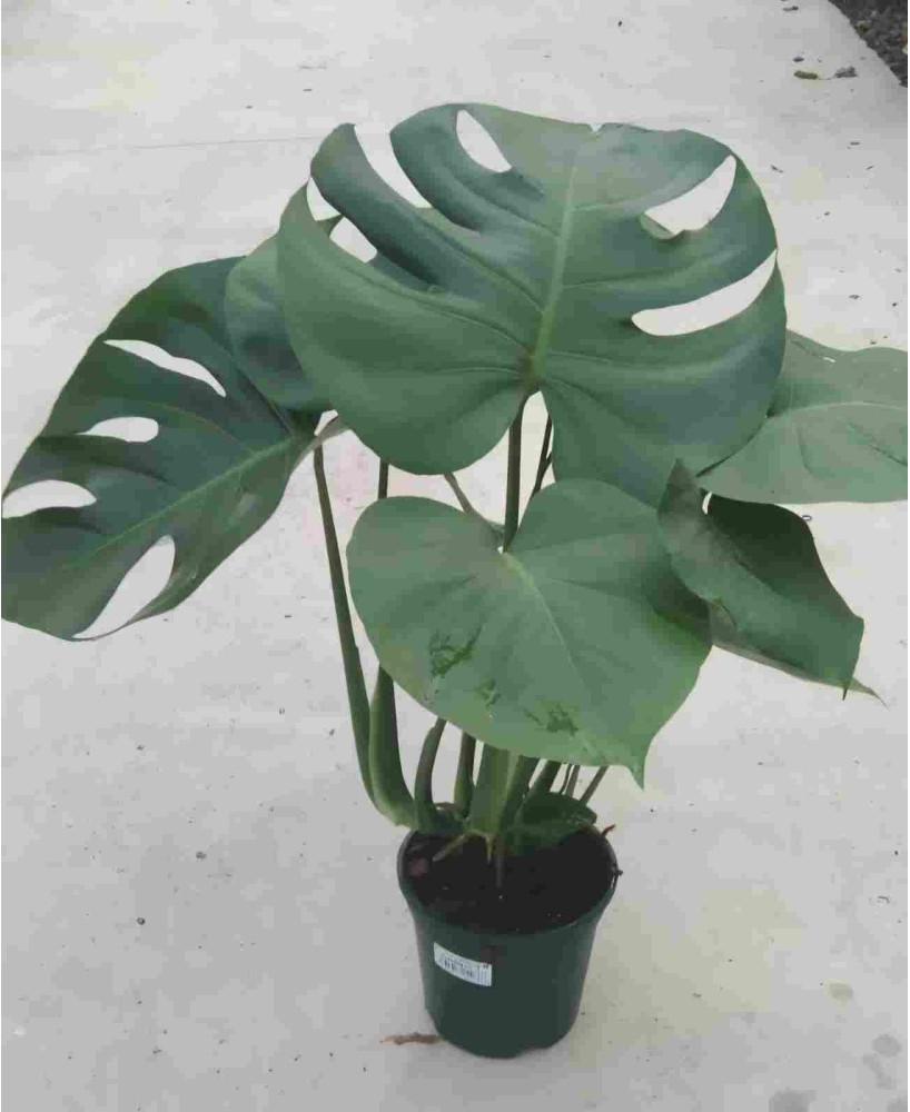 MONSTERA 1.50M
