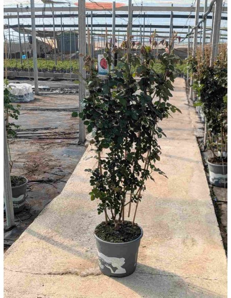 ROSAL MEILIAND TREPADOR   ESPALDERA