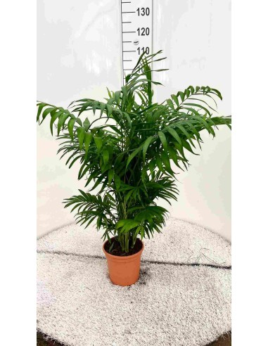 CHAMAEDOREA SEIFRITZII