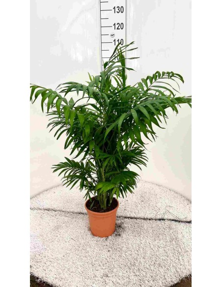 CHAMAEDOREA SEIFRITZII