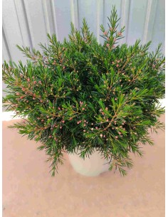 Flor de Cera Hoya | Planta Ornamental Fácil de Cuidar con Flores Cerosas

