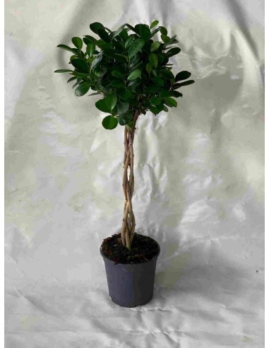 FICUS TRENZADO MOCLAME 1.10M